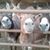 LaDonna Mangile's profile image