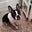 Mike Spanola's profile image