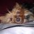 Chrissie Bosley's profile image
