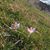 Lisa Mascio-Thompson's profile image