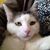 Bunny MacSwizzle's profile image