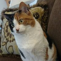 Allan Hieatt's profile image