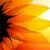 Peggy O'Flahrity's profile image