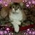 Brenda Lamont Lehman's profile image
