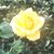 Anne Dunn's profile image