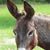 Pat Duncan Cargile's profile image