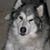 Denise Masson's profile image