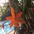 Reneé Albury- Burrows's profile image