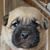 Bre Rice's profile image