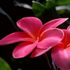 Holly A.'s profile image