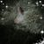 Rita Jean Simino-Royer's profile image