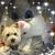 Susan Sears Roberts's profile image