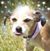 Denise Woodside's profile image