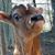 Ron Underwood's profile image
