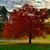 Tina Cross Siwinski's profile image