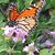 Julie Brewer's profile image