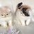 Linda Luman Barksdale's profile image