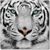 Pam Biga-Blaho's profile image