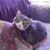Nancy Johnson Forshaw's profile image