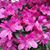 Joanne Joei Wright Maxwell's profile image