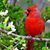 Annette Macaulay's profile image