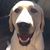John Cardilino's profile image