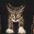 Sherri Studebaker's profile image