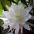 Candy Sloma's profile image