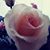 Olga Ponce's profile image