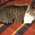 Cristina Atilio's profile image