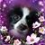 Suzanne Feczko Greene's profile image