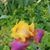 Liz Birchall's profile image