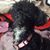 Tracy Nisbet's profile image