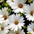 Lisa Mead Chaiko's profile image