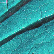 Surviving N.'s profile image