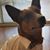 Brent Jamison's profile image