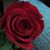Meesh Michelle Rose's profile image
