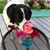 Allison Ray's profile image