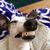 Shaena Zuckerman's profile image