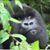 Michael Irvin's profile image