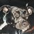Crystal Paugh Tucker's profile image