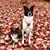 Cayce Wallace's profile image