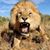 Chobi Choombe's profile image
