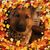 Renee Jannenga's profile image