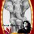 Josefine Alfred's profile image