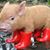 Amy Breckinridge's profile image