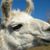 Lynette Melton's profile image
