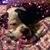 Jackie McClarren's profile image