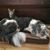 Jill Seckel Tillotson's profile image
