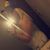 Kymberlee Whitesides's profile image